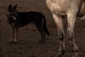 The bond between racehorses and their stable dogs